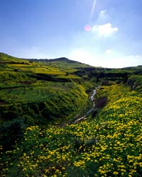 Растительность Gozo, климат мальты, погода